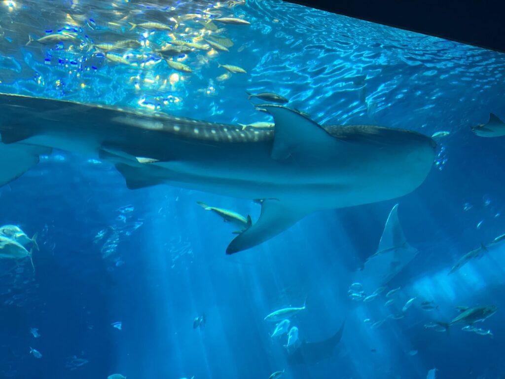 美ら海水族館